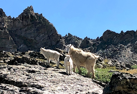 LOST LAKE MOUNTAIN GOATS