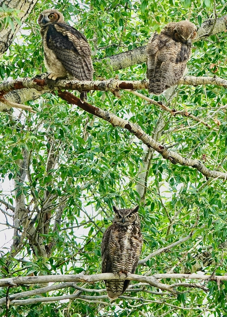 Parent owl with young