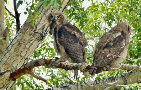 owl with mice and sibling