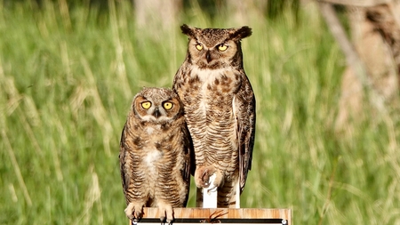 Parent owl with sibling