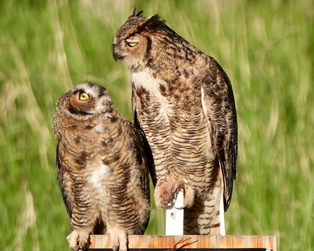 Parent owl explaining how to hunt
