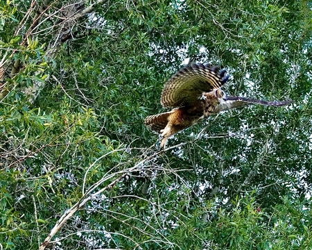 Owl beginning flight!