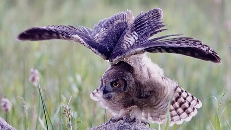 Immature owl taking flight
