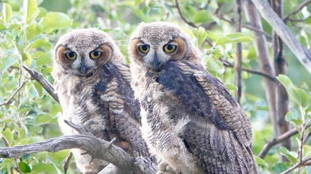 Owl children, brothers, sisters, or  one of each-who knows?