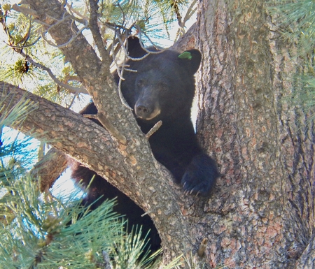 Tagged black bear looking for food in all the wrong places