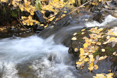 Streamside Fall