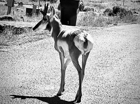 Pronghorn Security
