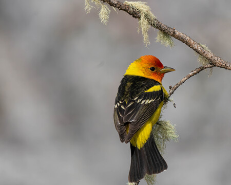 Western Tanager