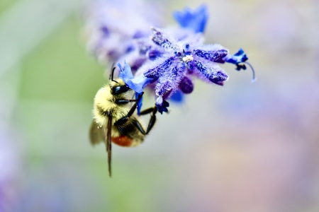 Bee on flower