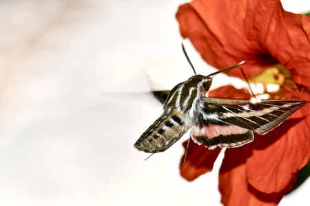Butterfly moth on flower