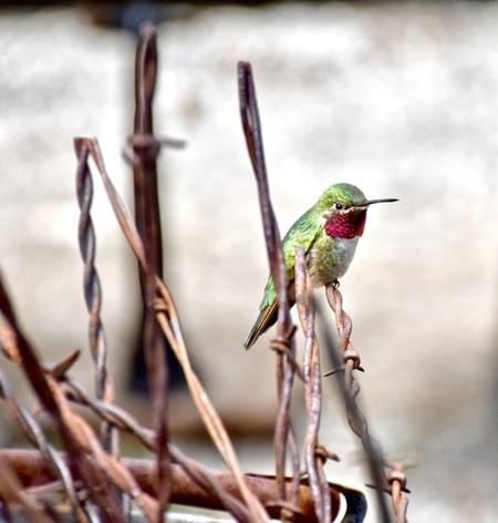 hummingbird