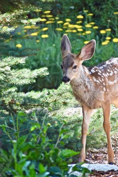 Baby deer