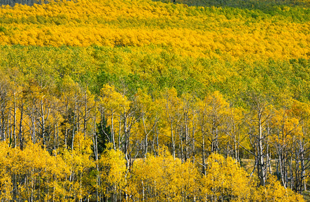 Autumn Aspen Rainbow  