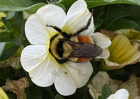Orange Belted Bee