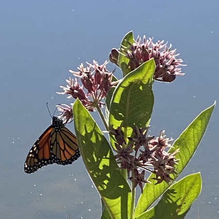 Milkweed and Monarch