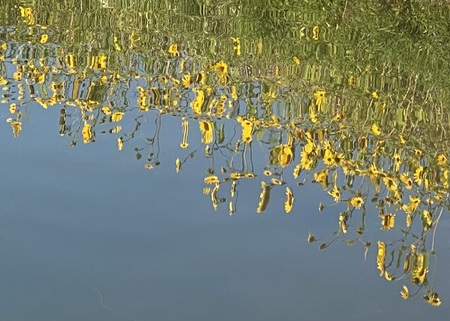 Sunflower Reflections