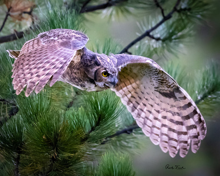 Great Horned Owl 