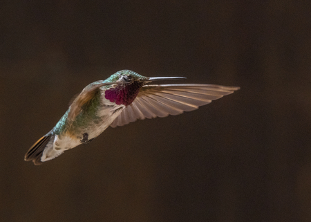 Broad-tailed Hummingbird