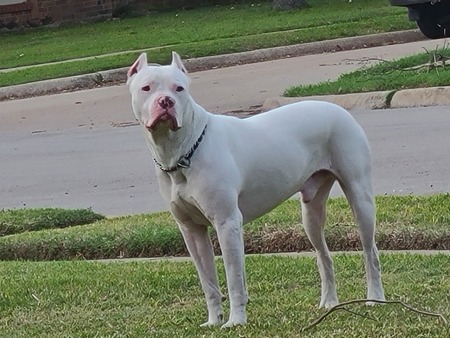 Caine 