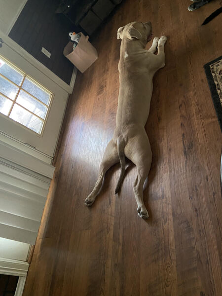 Bruno