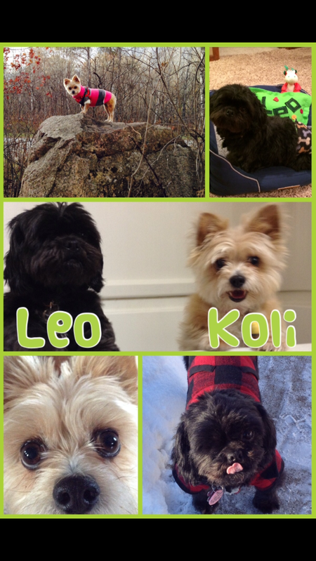 Koli and Leo