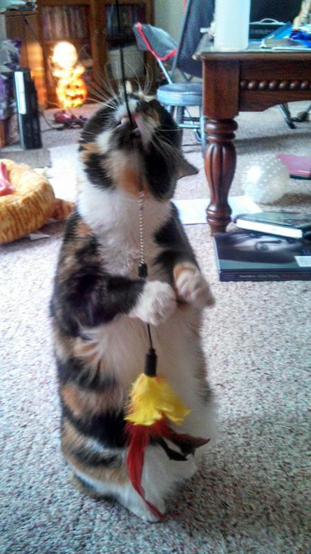 Callie