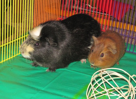 Penelope and Petunia