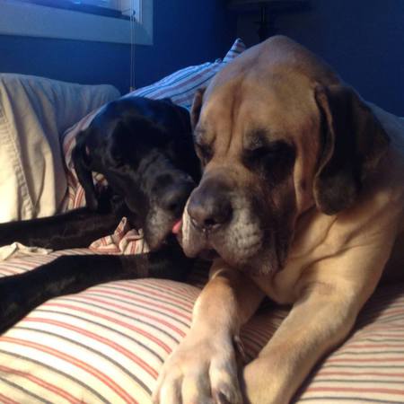 Bentley (English Mastiff) & Zeus (Great Dane)