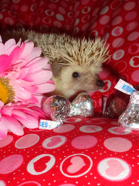 Norbert