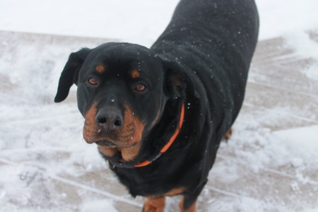Dixie