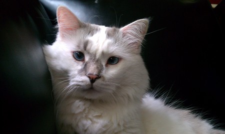 Diego
