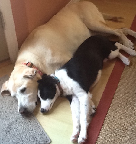 Puppy Love!