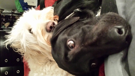 Whiskey & Guinness