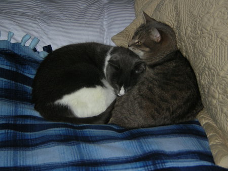 Pewter & Harley