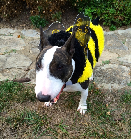 Sleepy Bee (Lola) 