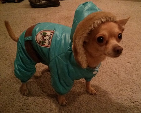 Arctic Explorer Chihuahua