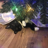 Entry image for Socks
