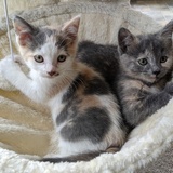 Entry image for Callie (left) and Shota (right)