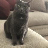 Entry image for Kitten