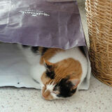 Entry image for Missy