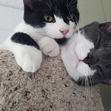Entry image for Oliver (B/W) and Georgie (G/W)
