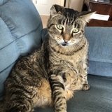 Entry image for Bobby