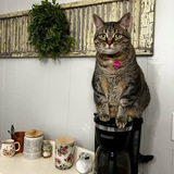 Entry image for Raisin