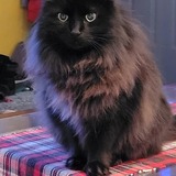 Entry image for Pepper (ms Queen of sassy)