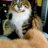Entry image for Baxter (handsome boy & quiet voice box)
