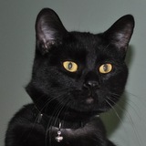 Entry image for Toto