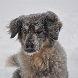 Entry image for Annie