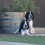 Entry image for Wilbur & Wookie