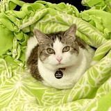 Entry image for Lily
