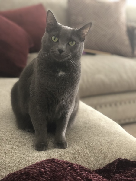 Entry image for Kitten. Clicking this image will show a larger photo